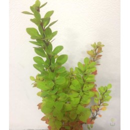 Барбарис Тунберга Паувау