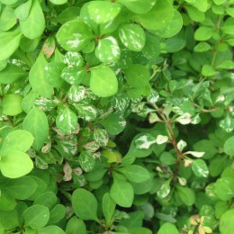 Барбарис Тунберга Паувау