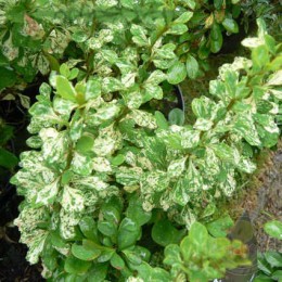 Барбарис Тунберга Паувау