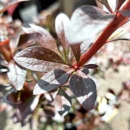 Барбарис Тунберга Ред Чиф