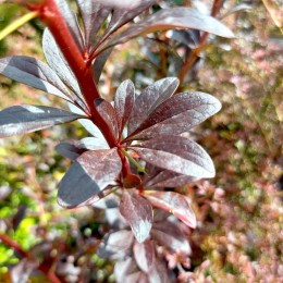 Барбарис Тунберга Ред Чиф