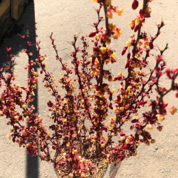 Барбарис Тунберга Ред Пиллар