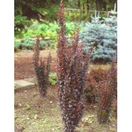 Барбарис Тунберга Ред Пиллар