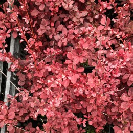 Барбарис Тунберга Роуз Глоу