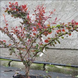 Барбарис Тунберга Ред Диджей