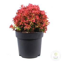 Барбарис Тунберга Руби Стар