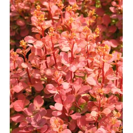 Барбарис Тунберга Оранж Санрайз