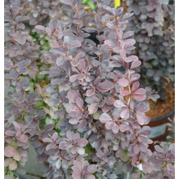 Барбарис Тунберга Оранж Тауэр