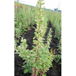 Барбарис Тунберга Силвер Пиллар