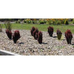 Барбарис Тунберга Рэд Тауэр