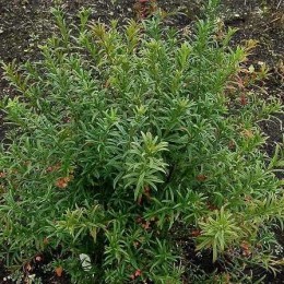 Бересклет карликовый