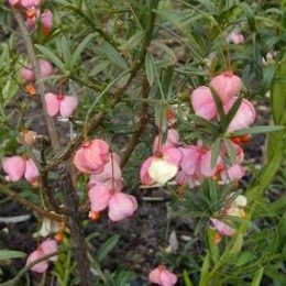 Бересклет карликовый