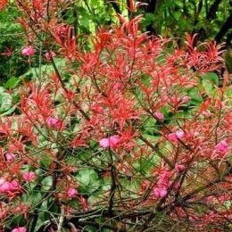 Бересклет карликовый