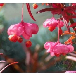 Бересклет карликовый