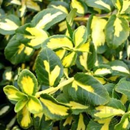 Бересклет Форчуна Интерболви Блонди