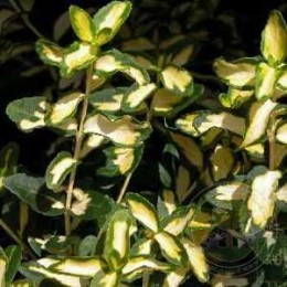 Бересклет Форчуна Интерболви Блонди