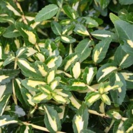 Бересклет Форчуна Санспот