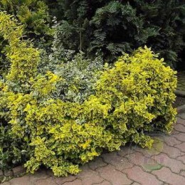 Бересклет Форчуна Санспот