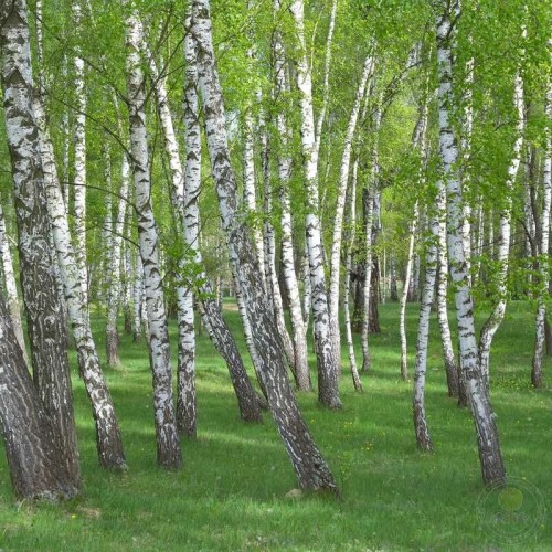 Берёза повислая