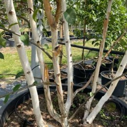 Берёза Уайт Лайт