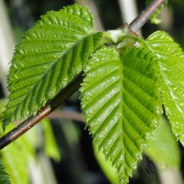 Берёза Хозери