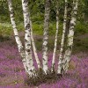 Берёза повислая