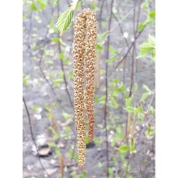 Берёза полезная Доренбоз