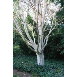 Берёза полезная Доренбоз