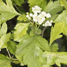 Боярышник зеленомясый Вариегата