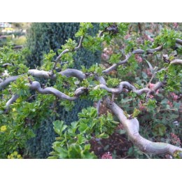 Боярышник обыкновенный Пинк Коркскрю