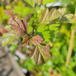 Боярышник обыкновенный Розеа