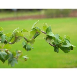 Боярышник однопестичный Флексуоза