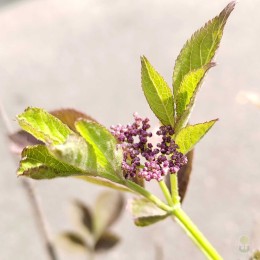 Бузина чёрная Росис Селекшн