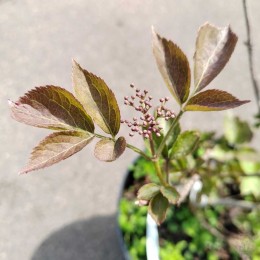 Бузина чёрная Росис Селекшн