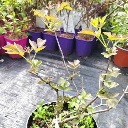 Бузина чёрная Росис Селекшн