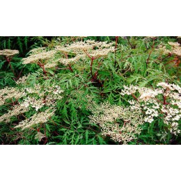 Бузина чёрная Лациниата