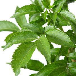 Бузина чёрная Грин Тауэр