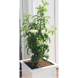 Бузина чёрная Грин Тауэр