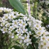 Черёмуха крупноцветковая Симагина