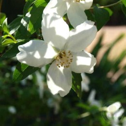 Чубушник Зильберреген