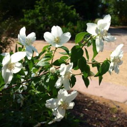 Чубушник Зильберреген