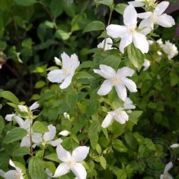 Чубушник Зильберреген