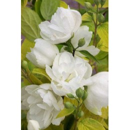 Чубушник гибридный Йеллоу Хил