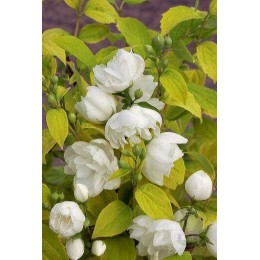 Чубушник гибридный Йеллоу Хил