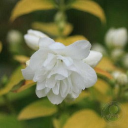 Чубушник гибридный Йеллоу Хил