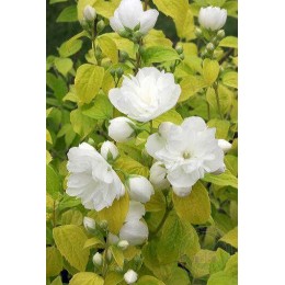 Чубушник гибридный Йеллоу Хил