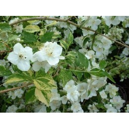 Чубушник инносенс