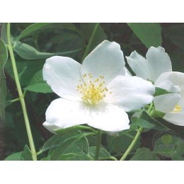 Чубушник Лавина / Аваланш