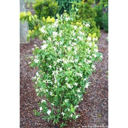 Чубушник Эректус