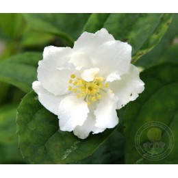 Чубушник Мон Блан